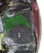 Abb. 8: Ausschnitt Unterseite (siehe Text)