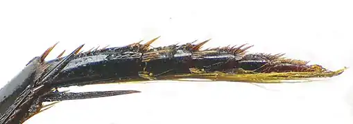 Abb. 9: Hintertarsus