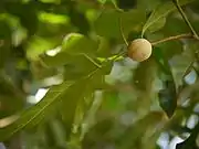 Aglaia lawii (versch. Aglaia-Arten haben ähnliche Früchte)