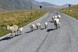 Durch Transhumanz veränderte Weidelandschaft am Campo Imperatore