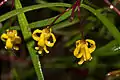 Blüten von Persoonia nutans.