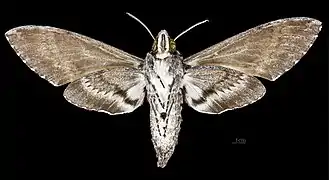 ♀ △