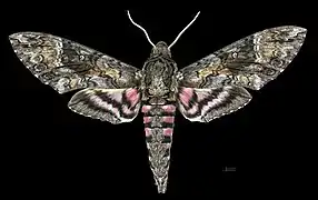 ♂