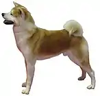 Akita Inu
