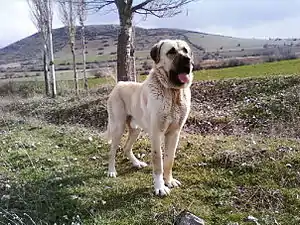 Aksaray Malaklısı