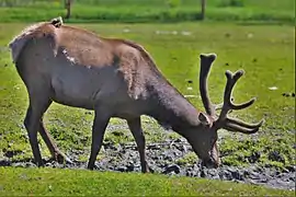 Roosevelt-Wapiti