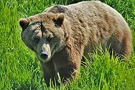 Grizzlybär