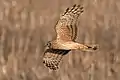 Weibliche Kornweihe (Hen harrier)