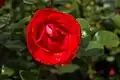 ‘Albert-Georg-Pluta-Rose’, Tantau, 1986
