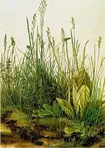 Renaissance: Albrecht Dürer: Das große Rasenstück, 1503.