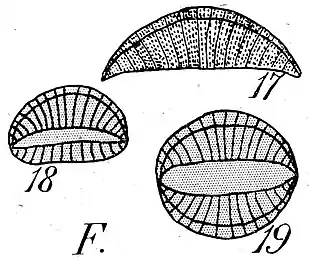R. musculus Kützing. Frusteln 40&nbsp;µm × 6o&nbsp;µm (Illustration).