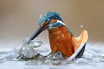 Bild des Jahres 2020: Eisvogel (Alcedo atthis), der im Wasser jagt. Naturschutzgebiete und angrenzende Gebiete des Po-Flusses, Provinz Vercelli, Piemont, Italien.