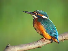 Eisvogel (Symbolfoto)