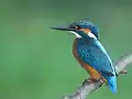 Eisvogel (Alcedo atthis)
