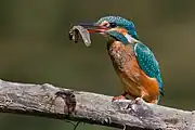 Eisvogel