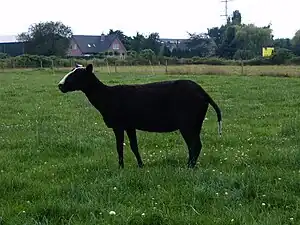 Zwartbles