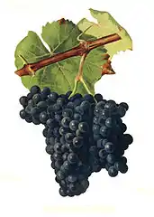 Alicante Henri Bouschet