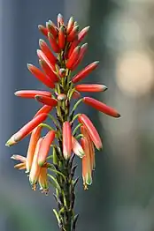 Traubiger Blütenstand von Aloe succotrina.