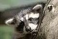 Waschbär