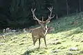 Hirsch im Wildgehege