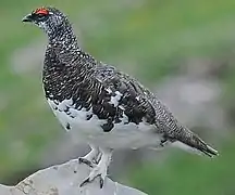 Alpenschneehuhn (Männchen)