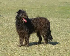 Strobel, Schlag der Altdeutschen Hütehunde