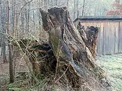 Torso „Alte Buche“