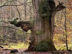 Abgestorbene, aufrecht verrottende Eiche im Urwald Sababurg