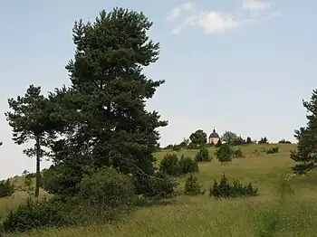 Der Alte Berg (980 m), eine leichte Erhebung auf der westlichen Hochebene, umsäumt von Wacholderheiden