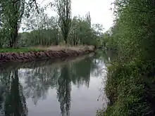 Der Alte Rhein bei Höchst