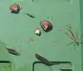 Kleinlebewesen aus dem Altneckar: Asiatische Körbchenmuscheln, dazwischen eine Fliegenlarve, links unten ein Krebschen, rechts unten ein Egel, rechts eine Libellenlarve, vermutlich Calopteryx virgo