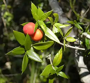 Alyxia ruscifolia