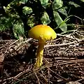 Pilz
