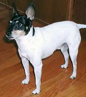 American Toy Terrier