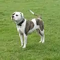 American Bulldog
