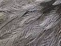 Federn (R. americana)