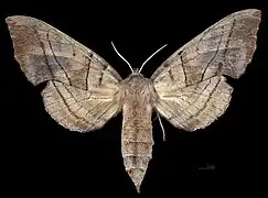 Amorpha juglandis   ♀