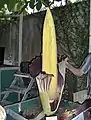 Titanenwurz