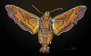 Amphion floridensis ♀ △