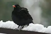 Amsel im Schnee