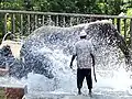 Ein Elefant im Wasser ist zu sehen, das Wasser spritzt sehr.