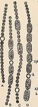 A. inaequalish: Heterocystesp: Spore