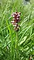 Wanzen-Knabenkraut (Orchis coriophora)