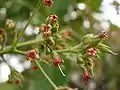 Blüten des Cashewbaumes