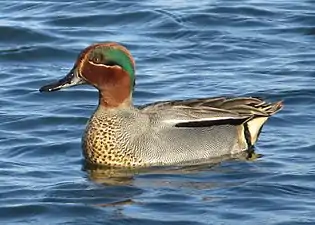 Krickente (Eurasian teal)