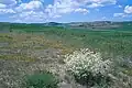 Anatolischer Steppenrest mit Crambe tatarica, im Hintergrund Getreidefelder.- Ahiboz, ca. 35&nbsp;km südlich von Ankara, ca. 1000 m s.m.