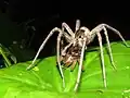 Männliche Riesenfischerspinne mit anderer Spinne als Beute