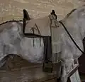 Andalusier-Vaquero-Sattel