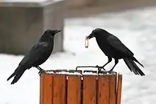 Zwei schwarze Aaskrähen sitzen auf einem Abfalleimer