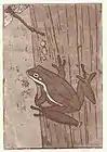 Der Frosch